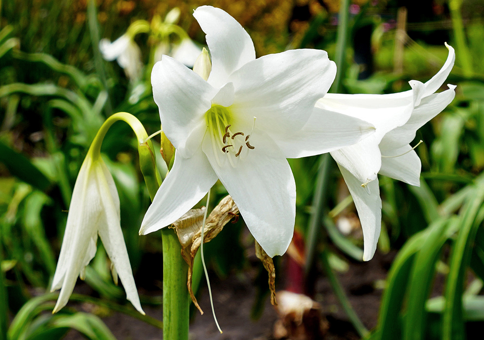 A white Crinum powellii flower with a green-yellow throat