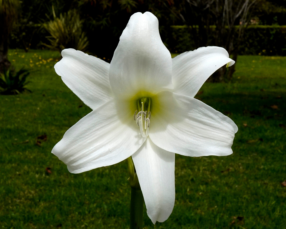 One beautiful bright white Crinum powelliii flower