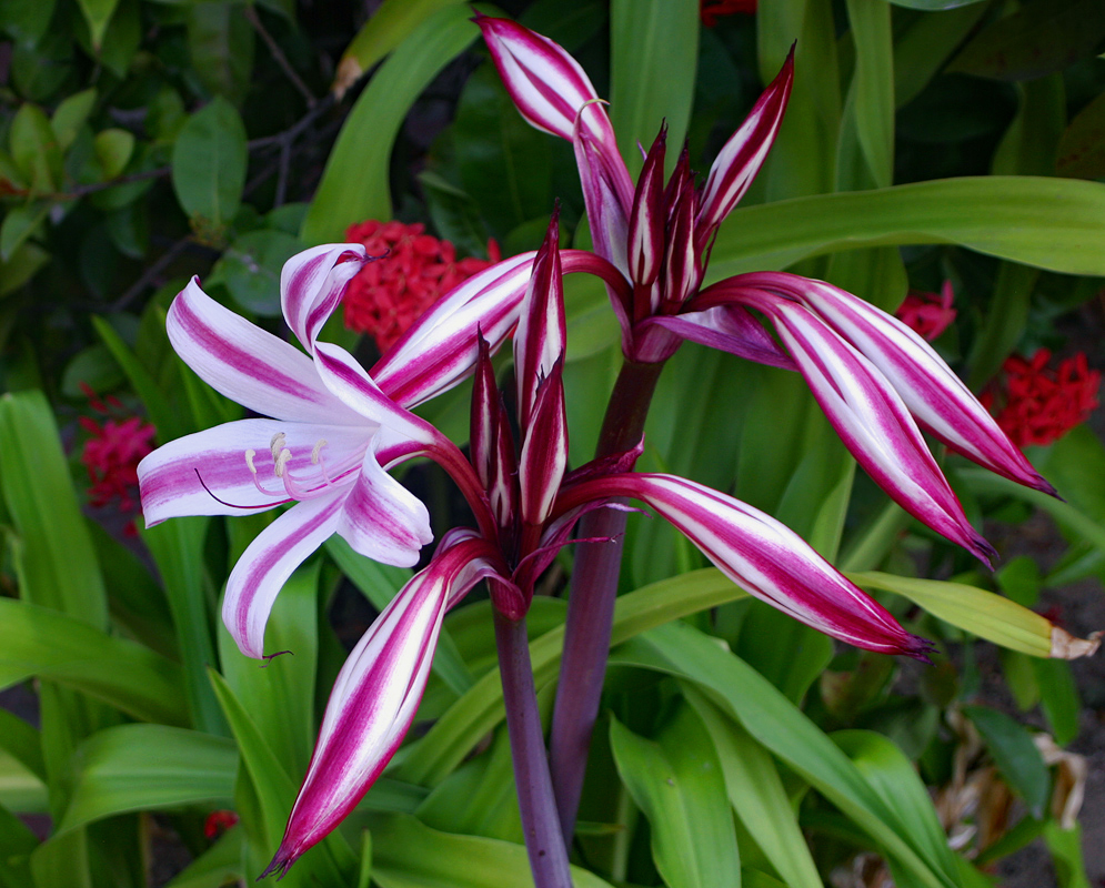 White Crinum stuhlmannii flowers with wine color stripes down the center of the petals and a burgundy stalk