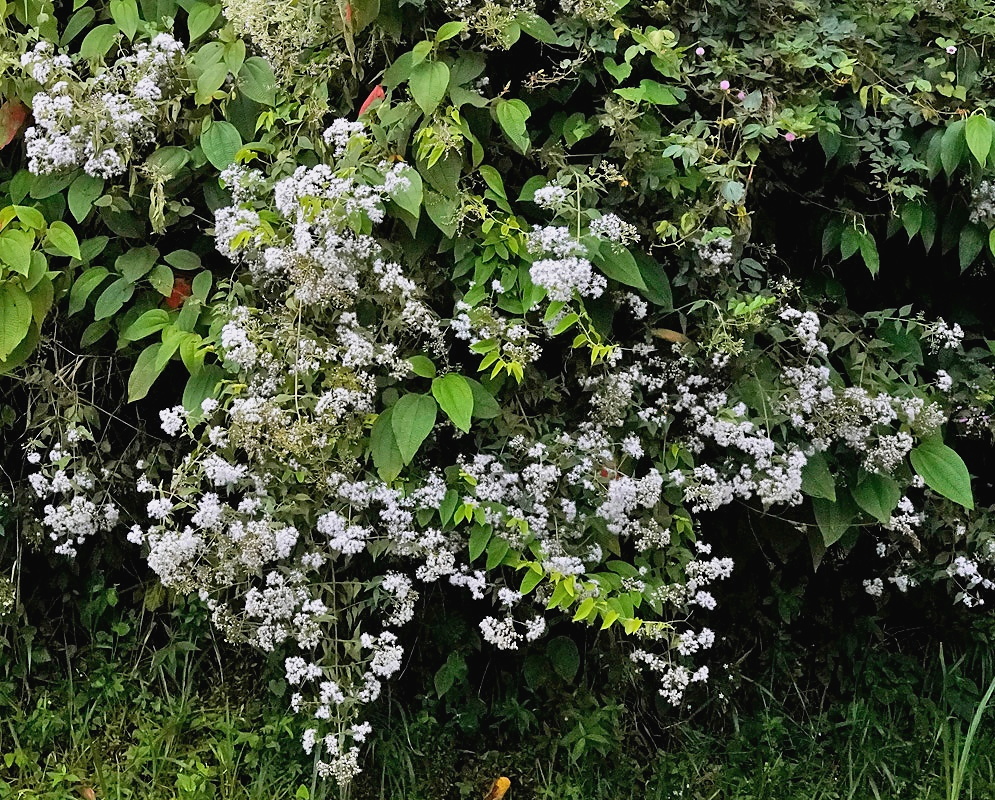 Critonia morifolia flowers