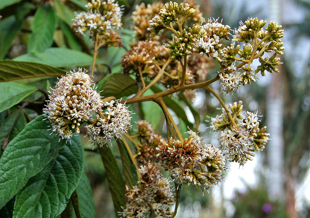 A dark brown-green Critoniopsis bogotana inflorescence with clumps of white flowers