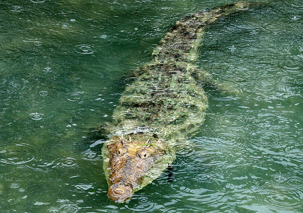 A large crocodile in the Caribbean sea in Colombia