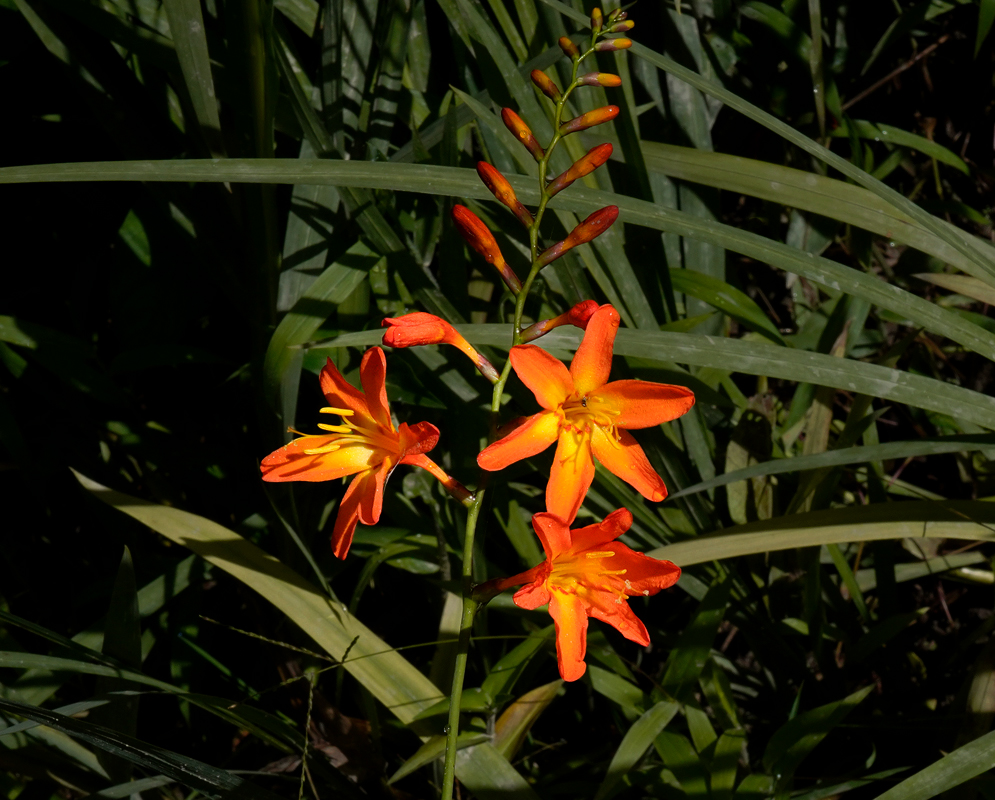 Dark orange Crocosmia × crocosmiiflora flowers in a garden
