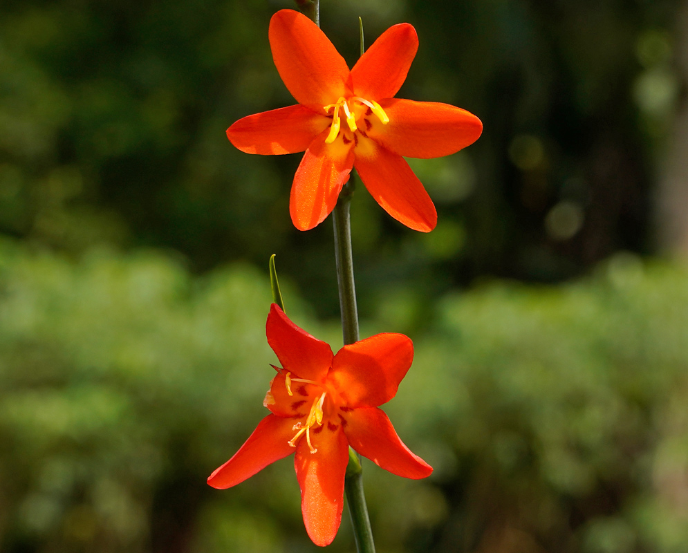 Crocosmia × crocosmiiflora Flowers A pair of vertically aligned Crocosmia × crocosmiiflora flowers showcasing vivid orange petals and delicate stamens