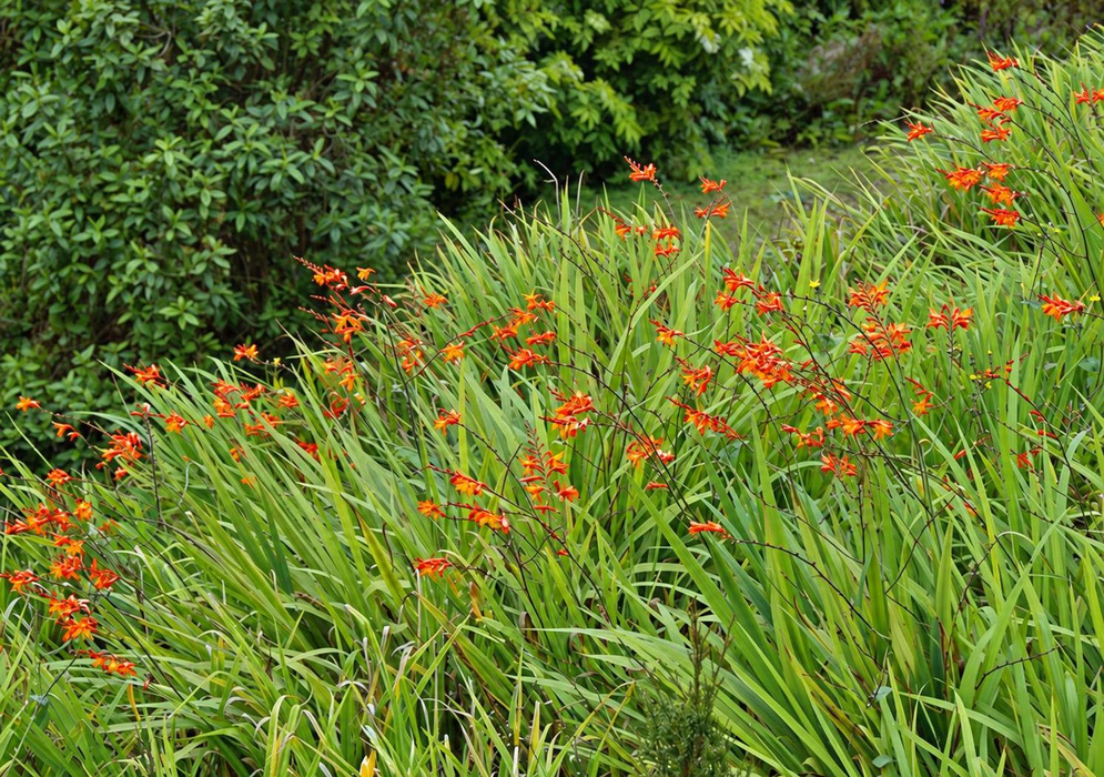 Crocosmia × crocosmiiflora Orange Flowers Dense Leaves Crocosmia × crocosmiiflora has arching sprays of orange flowers rising above dense upright sword-shaped leaves