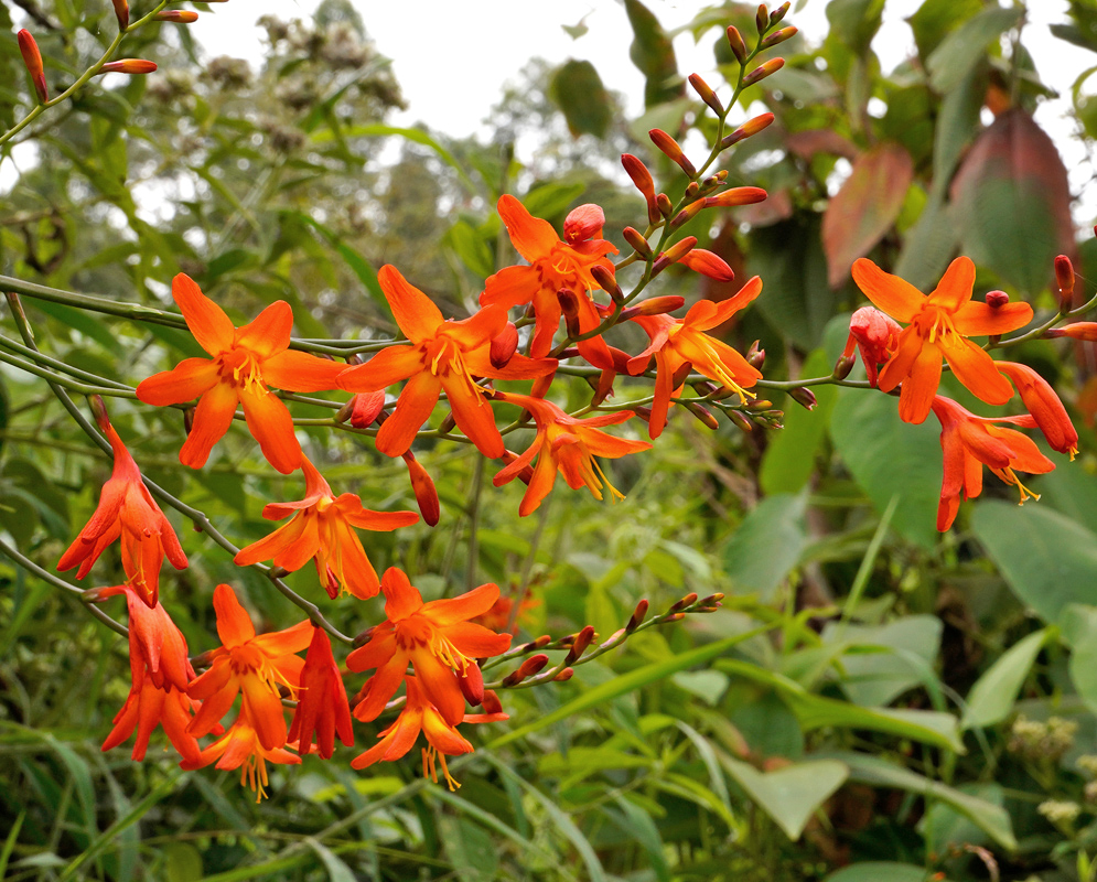 Crocosmia × crocosmiiflora Orange Flowers A dense spray of Crocosmia × crocosmiiflora flowers glowing in orange hues, arching gracefully in a tropical green environment