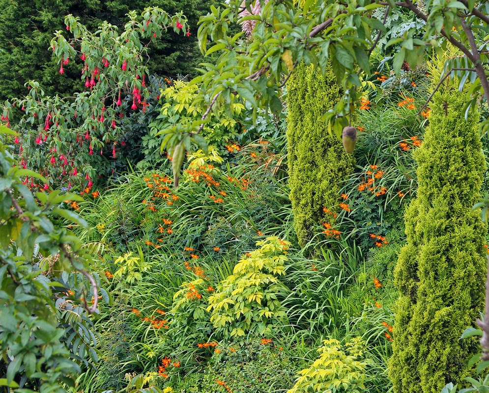 Crocosmia × crocosmiiflora Orange Flowers Planted Slope Crocosmia × crocosmiiflora forms a broad planting of orange flower sprays and long green leaves on a slope