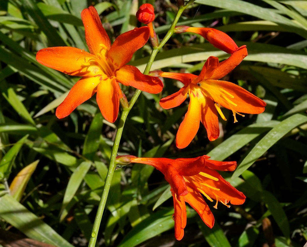 Crocosmia × crocosmiiflora Bloom A vibrant close-up of Crocosmia × crocosmiiflora blooms with radiant orange petals and yellow centers against a backdrop of green blades
