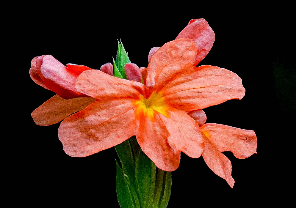 Orange-peach flower with a yellow center in front of a black background