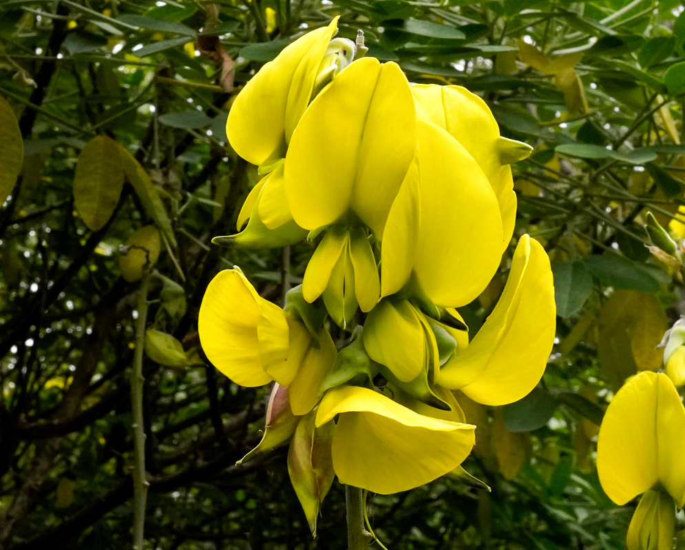 Yellow flowers of a Crotalaria agatiflora
