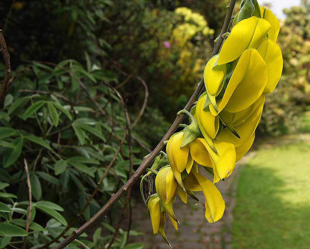 An inflorescence of yellow-green Crotalaria agatiflora flowers
