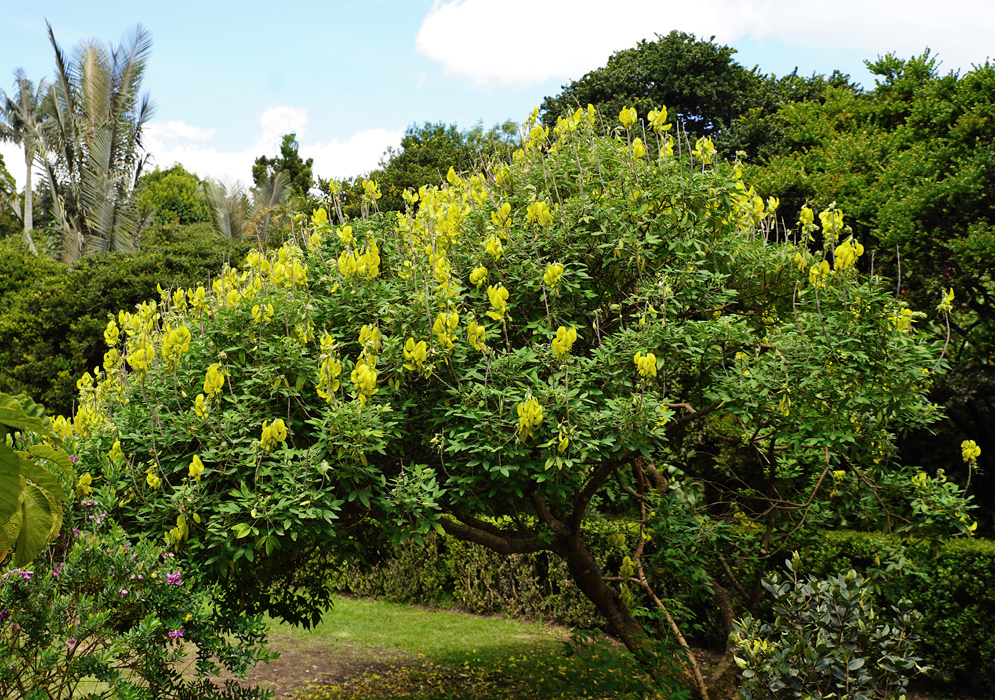 A yellow blooming flowering Crotalaria agatiflora tree