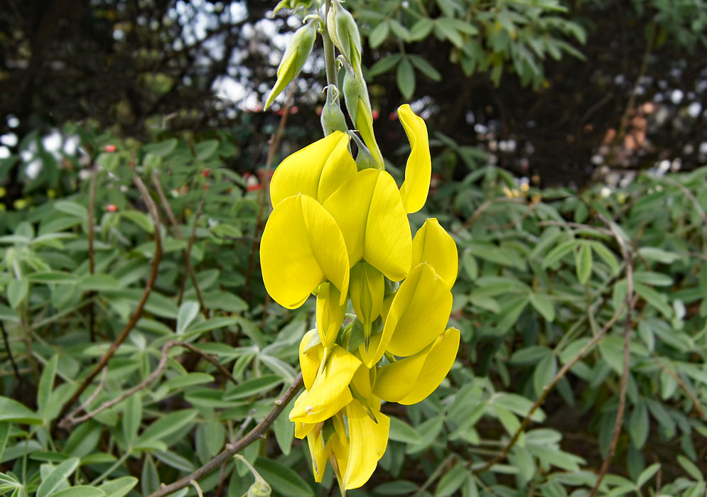 Chartreuse Crotalaria agatiflora flowers on an inflorescence
