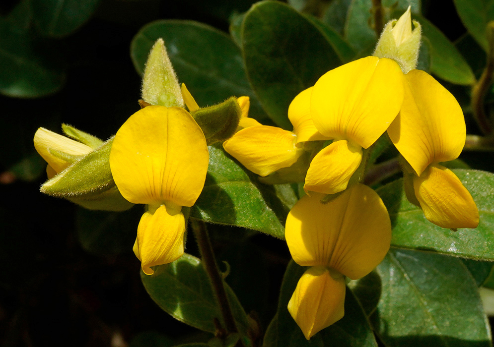 Crotalaria nitens Yellow Flowers Crotalaria nitens flowers showing bright yellow petals and fine hairs on the flower buds and stems