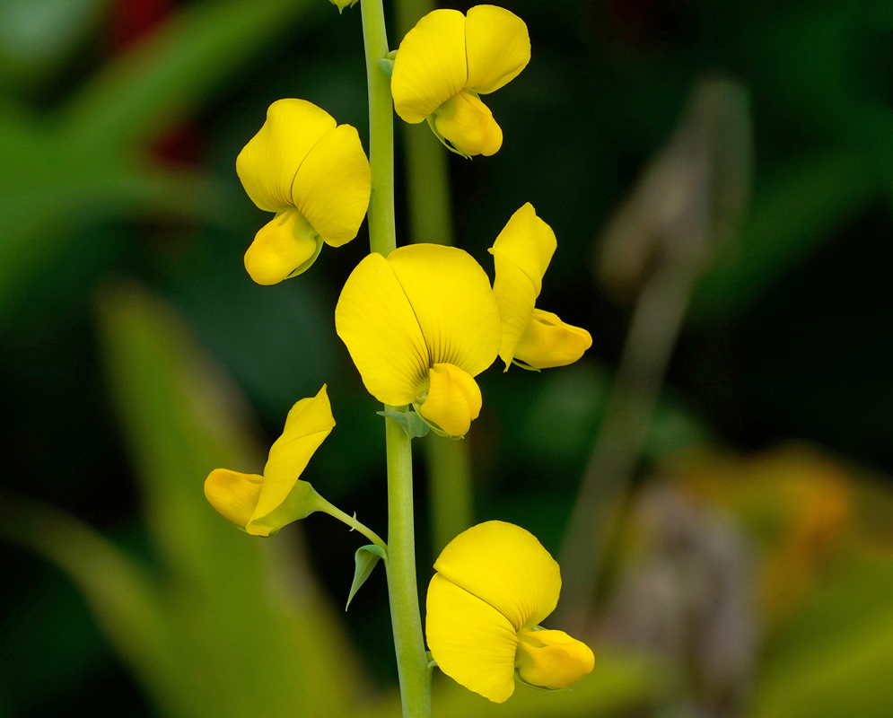 Crotalaria spectabilis Yellow Flowers Cluster of Crotalaria spectabilis flowers with vivid yellow petals growing along a green upright stem
