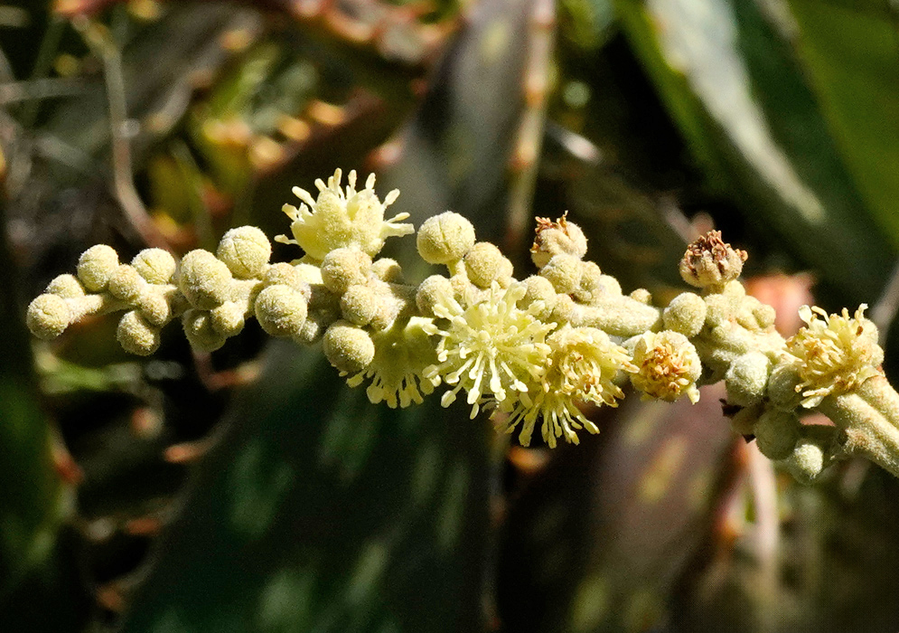 Cluster of Croton elegans flowers with small pale yellow blooms and rounded buds along a stem