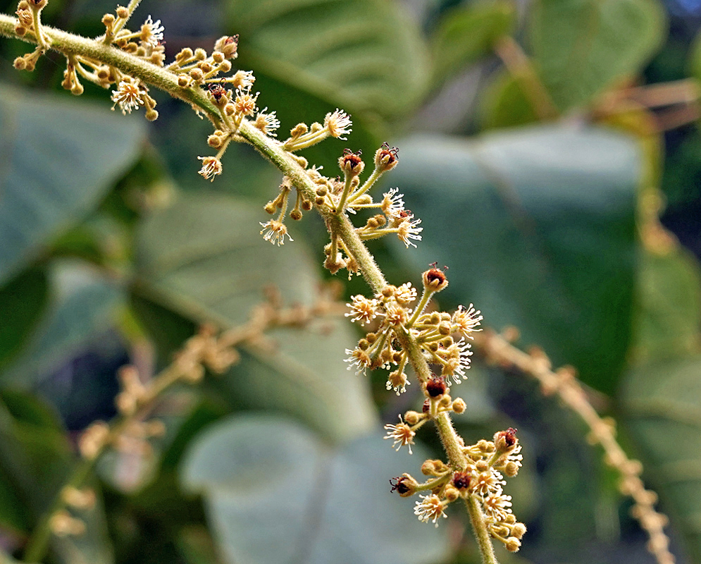 Croton inflorescence with white flowers
