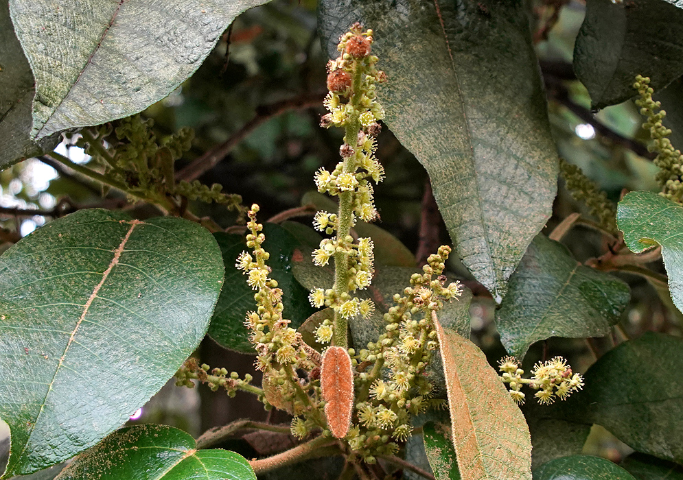 Croton funckianus inflorescence with pale yellow flowers