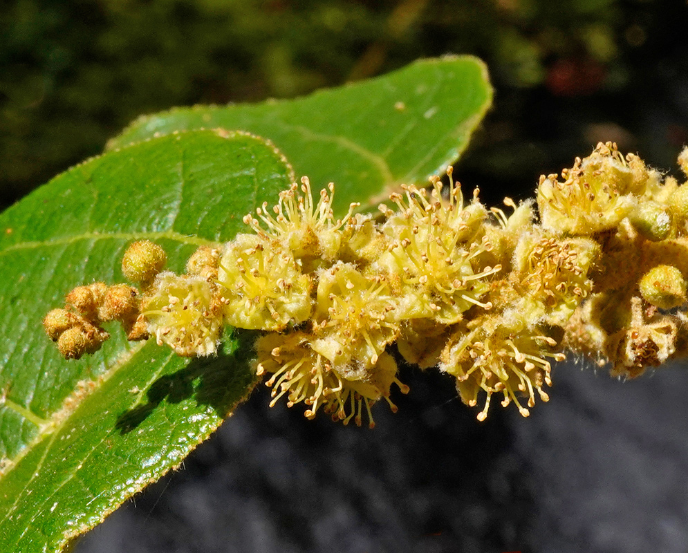 A close-up of yellow Croton funckianus flowers showing fine filamentous stamens and dense clusters along a flowering spike, with textured green leaves in the background