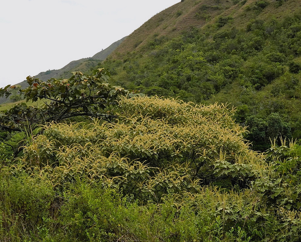 Croton gossypiifolius plant habit and foliage