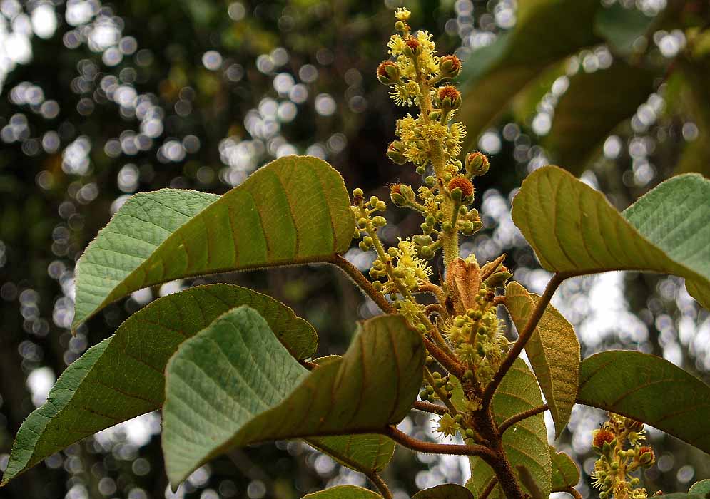 An inflorescence of yellow-green Critoniopsis bogotana flowers, green flower buds and rust color global fruit