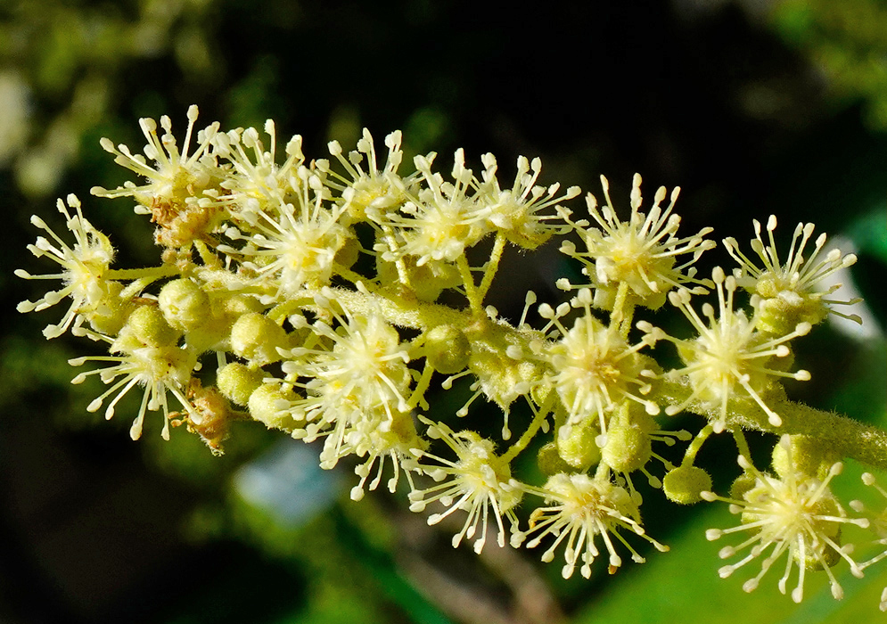 Croton palanostigma Flower Cluster Cluster of Croton palanostigma flowers with numerous small pale yellow blossoms and rounded buds on a stem