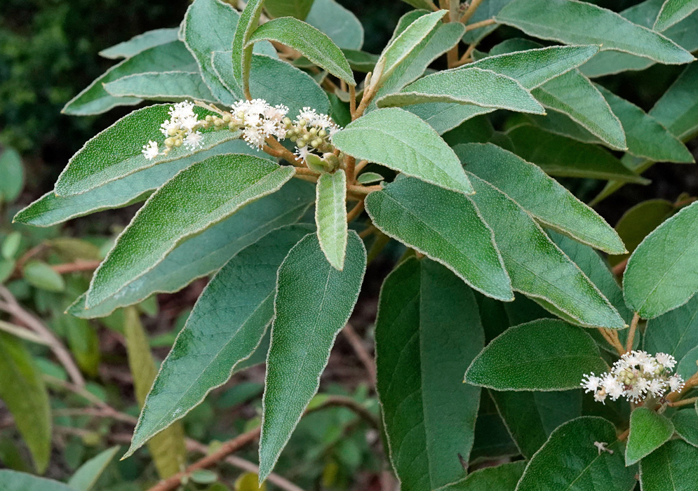Croton punctatus branch with clusters of small white flowers and elongated green leaves covered in fine hairs