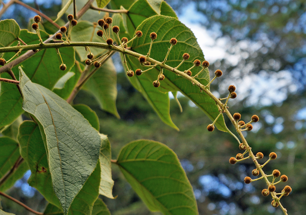 Croton inflorescence with brown seed capsules 