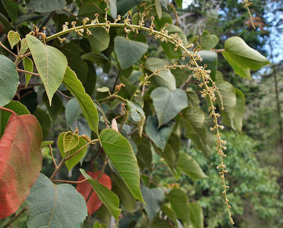 Croton inflorescence with flowers and brown seed capsules