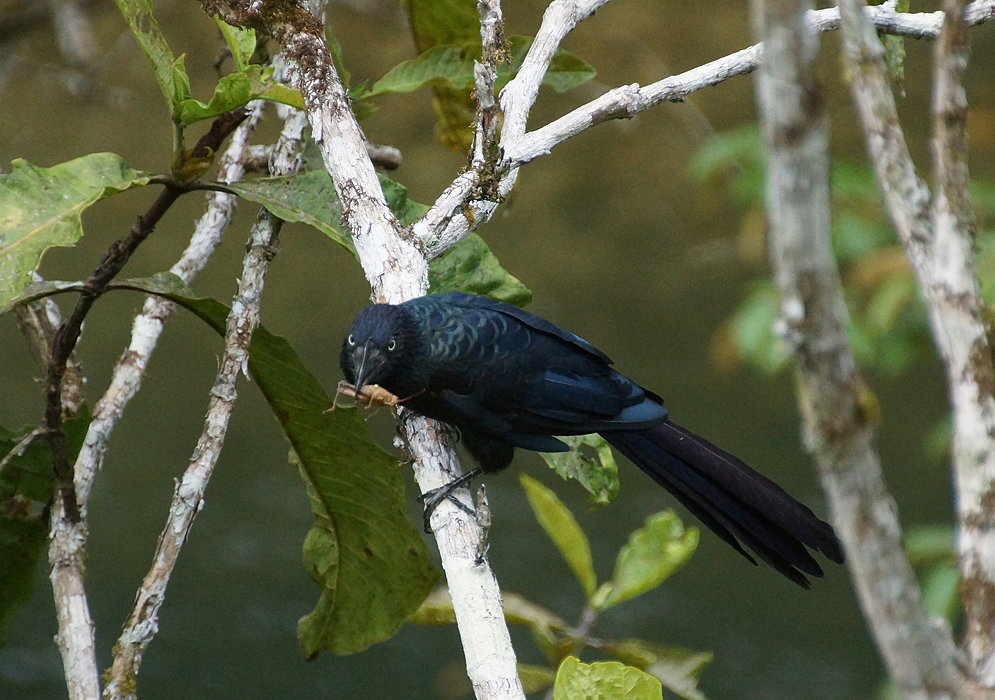 A black feathered Crotophaga major with a grasshopper in its mouth 