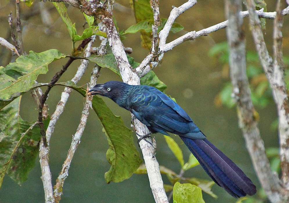 A Crotophaga major with a blue-glossed black and a grasshopper in its mouth  