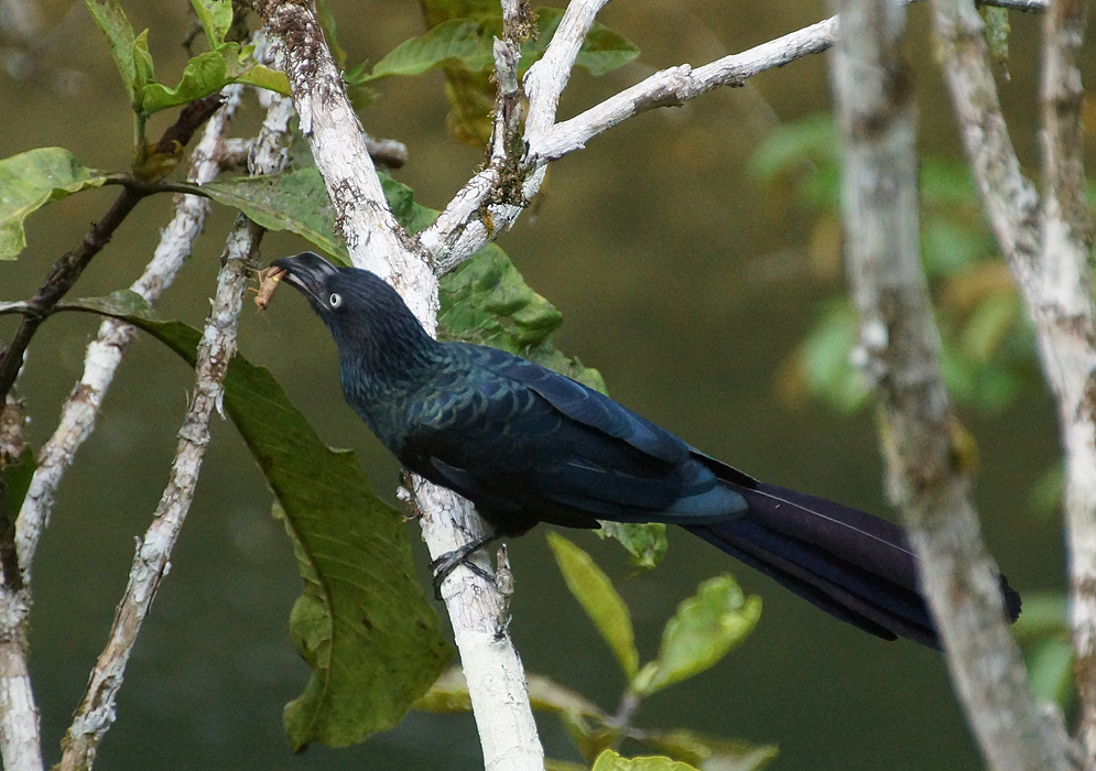 A Crotophaga major with a blue-glossed black and a grasshopper in its mouth perched on a white branch
