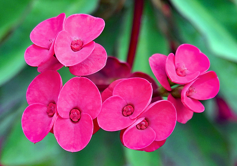 Euphorbia millii red bracts and flowers