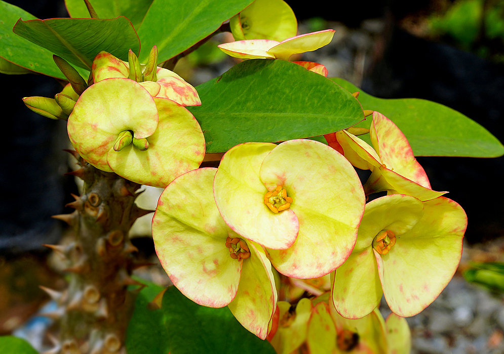 Euphorbia millii yellow flowers and bracts