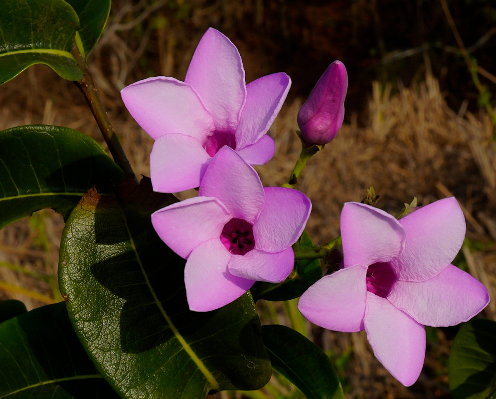 One purplish colored Cryptostegia grandiflora flower and bud