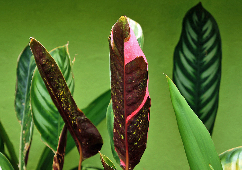 The underside of a Ctenanthe oppenheimiana leaf with beautiful pink markings