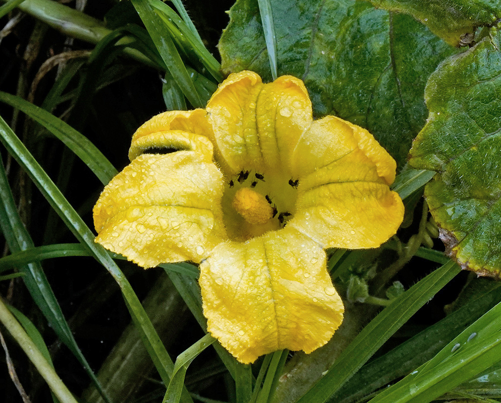 Cucurbita maxima Yellow Flower Bright yellow Cucurbita maxima flower with raindrops and several small insects inside the bloom surrounded by green leaves