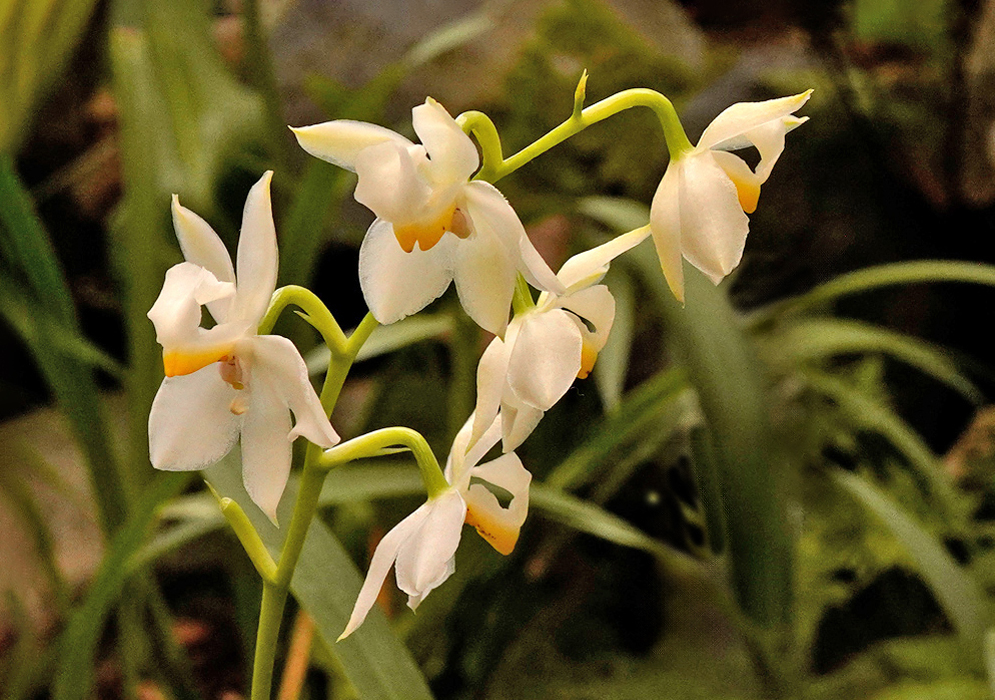Cluster of delicate Cuitlauzina pulchella orchids with white petals and a yellow-marked lip on slender green stems