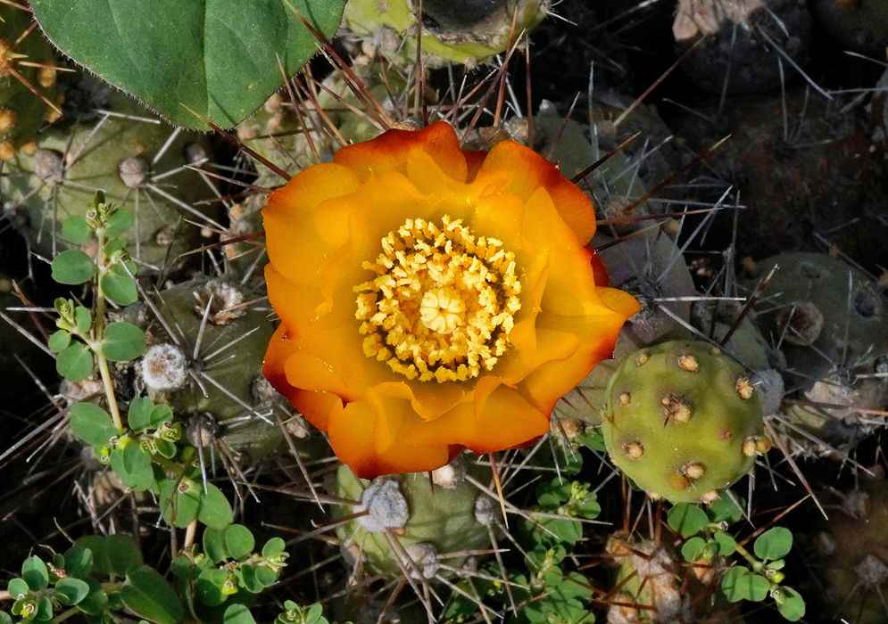 Cumulopuntia corotilla Cactus Flower Bright orange-yellow flower of Cumulopuntia corotilla cactus surrounded by spiny pads and small green plants