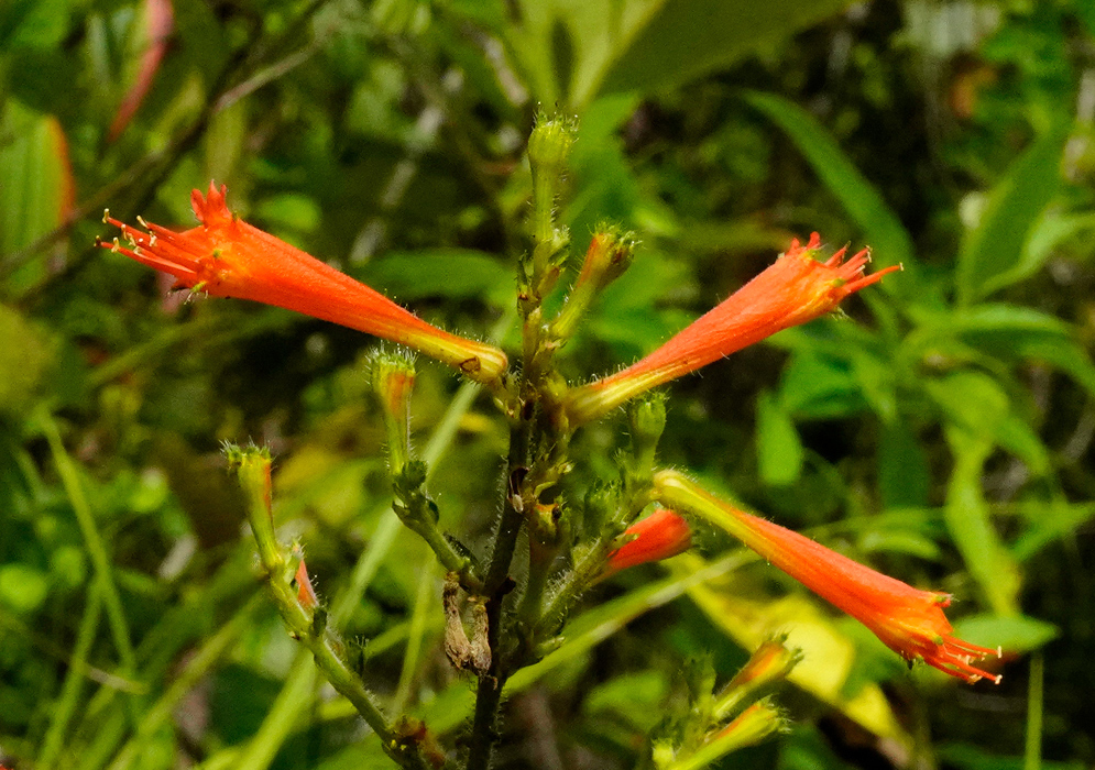 Cluster of elongated tubular red flowers of Cuphea appendiculata emerging from a green stem with fine hairs