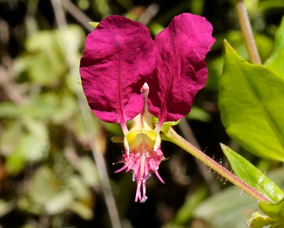 Bright magenta flower of Cuphea cordata with two large rounded petals and protruding pink stamens