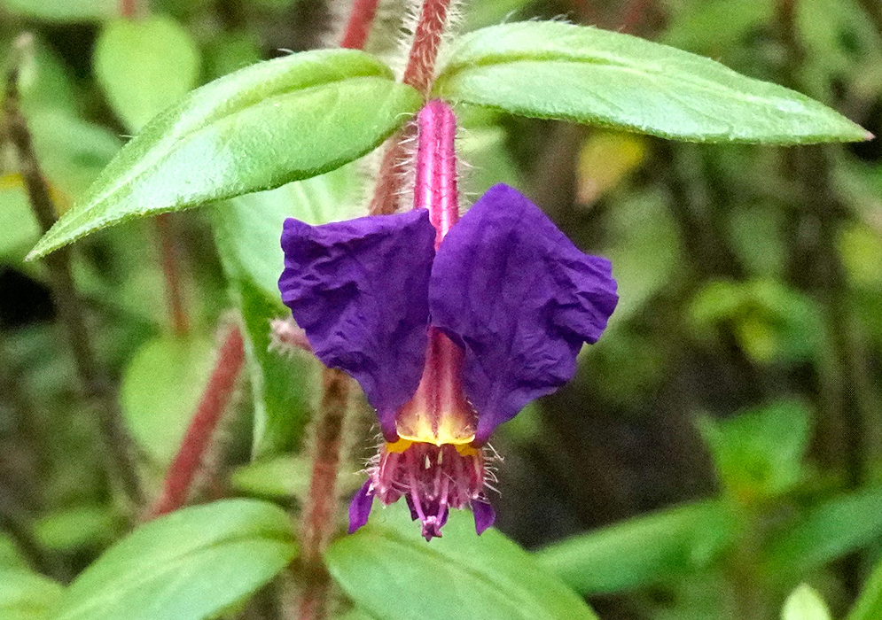 Cuphea dipetala Purple Flower Purple flower of Cuphea dipetala with two wrinkled petals and yellow throat emerging from a hairy reddish stem