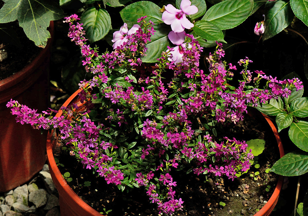 Cuphea hyssopifolia with Dark Pink Flowers A compact potted Cuphea hyssopifolia plant blooming with numerous deep pink flowers, surrounded by other leafy plants in a shaded garden area
