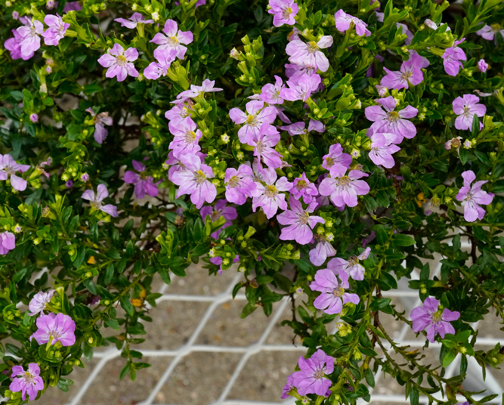 Light purple-pink Cuphea hyssopifolia flowers