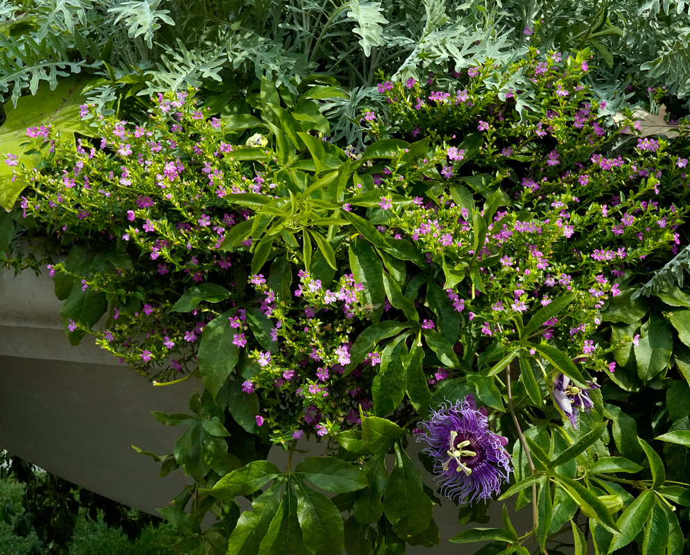Cuphea hyssopifolia Shrub with Flowers A lush, green shrub of Cuphea hyssopifolia covered in clusters of small purple-pink flowers, with surrounding foliage and a prominent purple Passiflora flower below