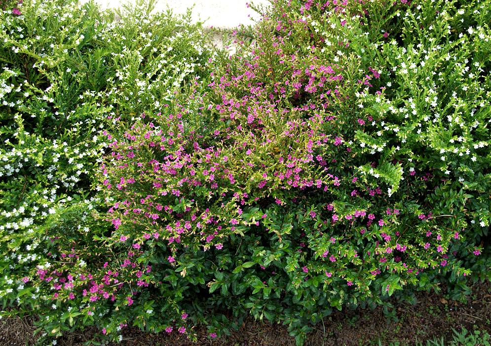 PInk and white Cuphea hyssopifolia flowers in a garden