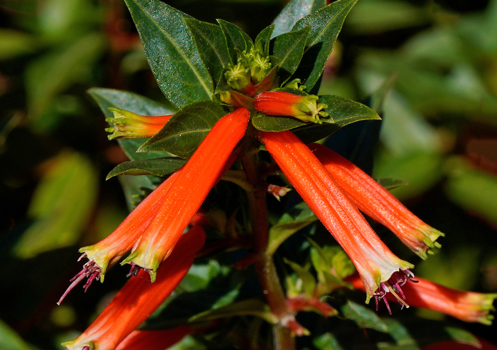 Cuphea ignea Orange Flowers Close-up of vibrant orange tubular Cuphea ignea flowers with pinkish-purple tips, emerging from dense green foliage in bright sunlight