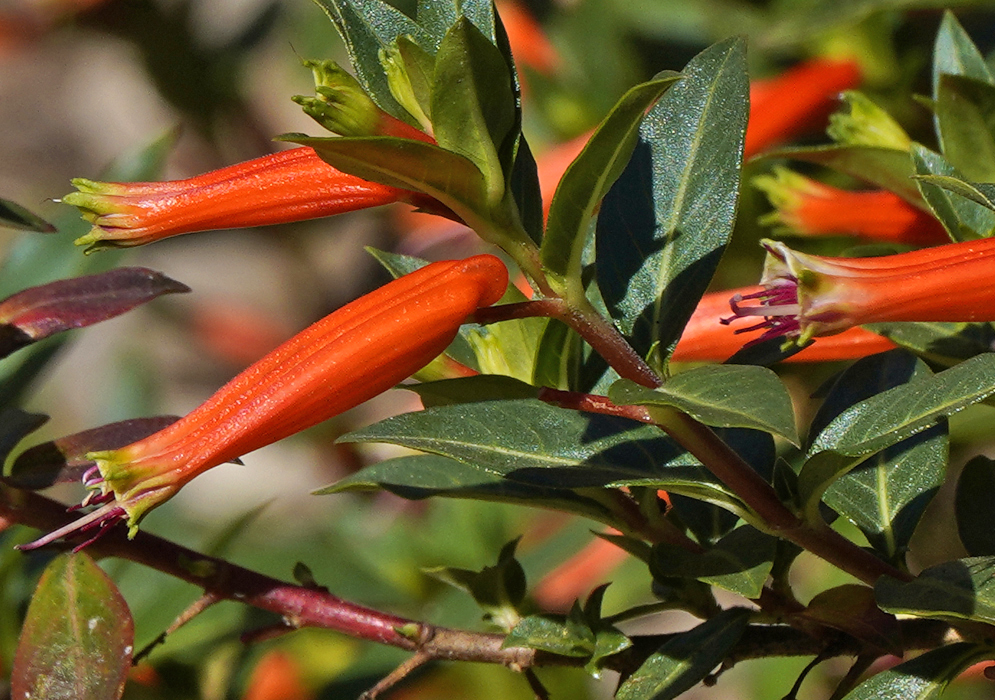 Orange Cuphea ignea flowers with yellow-green tips