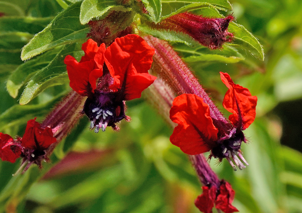Cuphea llavea Red Flowers Bright red flowers of Cuphea llavea with dark purple throats and extended stamens growing on a hairy reddish stem