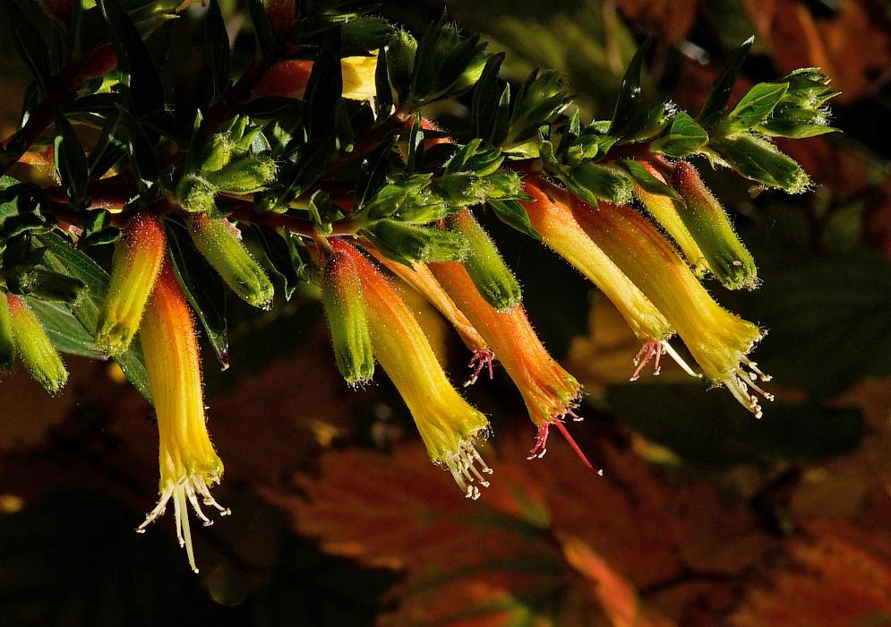 Cuphea micropetala Tubular Flowers Cluster of tubular Cuphea micropetala flowers showing a gradient of green, orange, and yellow with protruding stamens Title tag: Cuphea micropetala Tubular Flowers